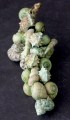 Schelpen toef groen 30 cm 800